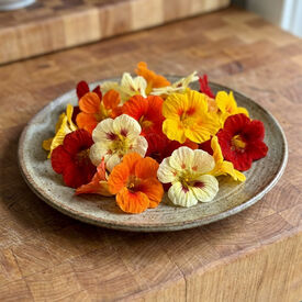 Dwarf Jewel Mix, Organic Nasturtium Seeds